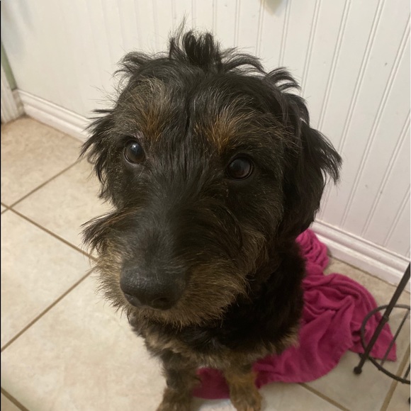 Meet your Posher, Jessie - Picture 1 of 1